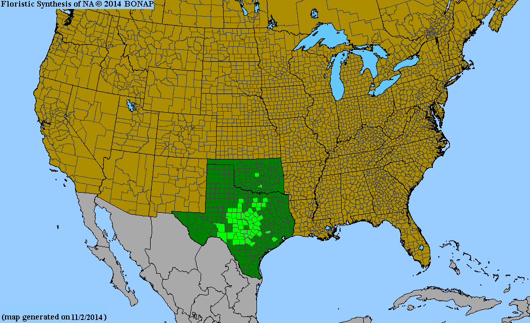 County distribution map of Stillingia texana - Texas Toothleaf